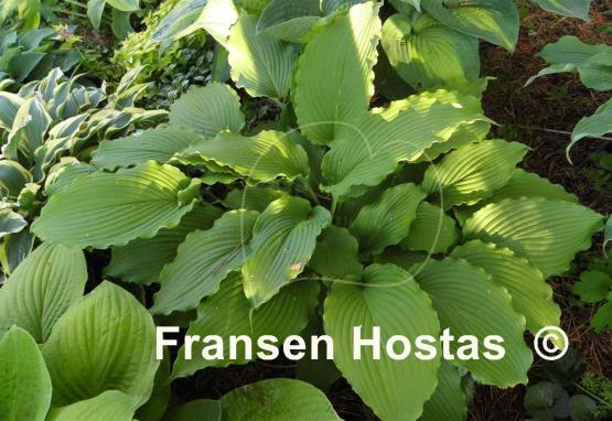 Hosta Donahue Piecrust